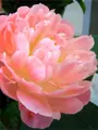 Pivoňka Pink Hawaiian Coral