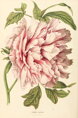 Pivoňka Sarah Bernhardt