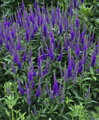 Rozrazil BLAURIESIN                    