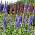Rozrazil BLAURIESIN                    