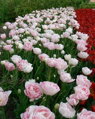 Tulipán Angelique