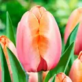 Tulipán Apricot Impression 