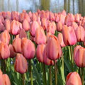 Tulipán Apricot Impression 