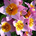 Tulipán Bakeri lilac wonder 