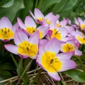 Tulipán Bakeri lilac wonder 