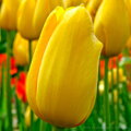 Tulipán Big smile