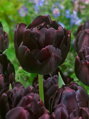 Tulipán Black hero 