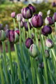 Tulipán Black hero 