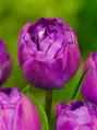 Tulipán Blue Spectacle
