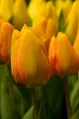Tulipán Blushing apeldoorn