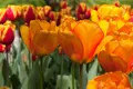 Tulipán Blushing apeldoorn
