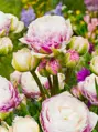 Tulipán Double Surprise