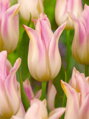 Tulipán Elegant lady 