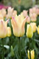 Tulipán Elegant lady 