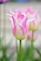 Tulipán Elegant lady 