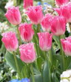 Tulipán Fancy frills 