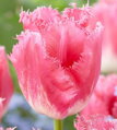 Tulipán Fancy frills 