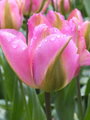 Tulipán Groenland