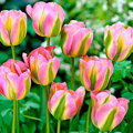 Tulipán Groenland
