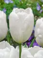 Tulipán Hakuun