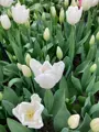 Tulipán Hakuun