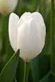 Tulipán Hakuun