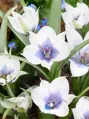 Tulipán Humilis alba coerulea oculata