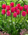 Tulipán Lady van Eijk