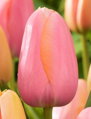 Tulipán Menton