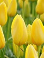 Tulipán Muscated 