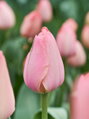 Tulipán Mystic van Eijk 