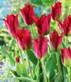Tulipán Pacific pearl 