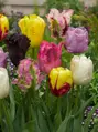 Tulipán papouškovitý - směs barev