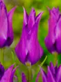 Tulipán Purple Dream