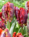 Tulipán Rococo 
