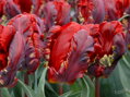 Tulipán Rococo 