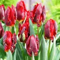 Tulipán Rococo 