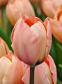 Tulipán Salmon van Eijk 