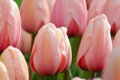 Tulipán Salmon van Eijk 