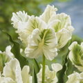 Tulipán Super parrot