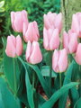 Tulipán Synaeda amor