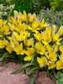 Tulipán Tarda dasystemon