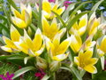Tulipán Tarda dasystemon
