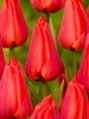 Tulipán Apeldoorn 