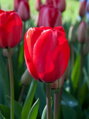 Tulipán Apeldoorn 