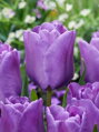 Tulipán  Blue aimable 