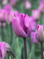 Tulipán  Blue aimable 