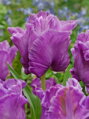 Tulipán Blue Parrot 