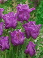 Tulipán Blue Parrot 