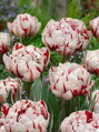 Tulipán Carnaval de Nice 